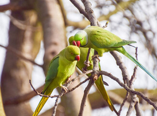 Three ring-necked parakeets on a tree in a park.