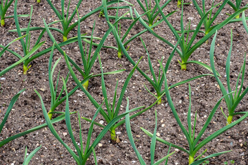 Young leek plants growing in a vegetable garden