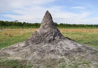 A large termite mound in Zimbabwe - obrazy, fototapety, plakaty