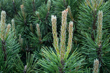 Young shoots on branches pine.