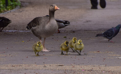 Fototapeta premium Greylag goose and goslings go for a stroll in a park