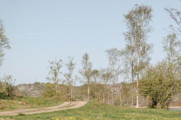 Rural dirt road in a summer meadow landscape