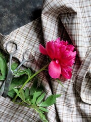 Beautiful red peony on rustic apron with old scissors. Spring and summer flower on fabric background.