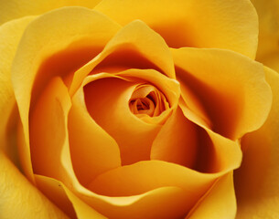 Macro shot of a yellow rose blossom - beautiful layers of petals
