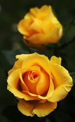 Macro shot of a yellow rose blossom - beautiful layers of petals