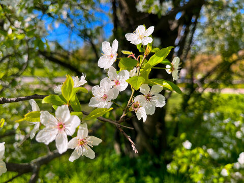 Tender blooming fruit tree, white flowers tree blossom 