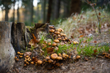 Naklejka na ściany i meble Tiny mushrooms growing next to a tree trunk