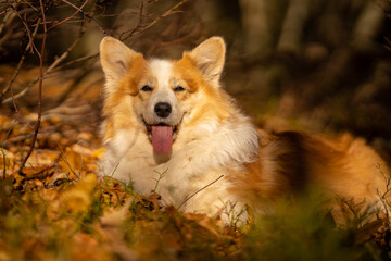 A Pembroke Welsh Corgi dog accompanying a hiking trail in the mountains