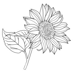 Vector line sunflower. Summer nature. Hand drawn style flower illustration