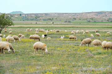 Fototapeta premium Herd of turkish sheep grazing on green hills in Turkey. Selective Focus