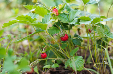 Red and green strawberry berries  in wild meadow, close up. Wild strawberries bush in forest, macro, closeup  