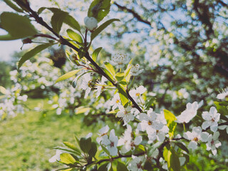 Tender blooming fruit tree, white flowers tree blossom 