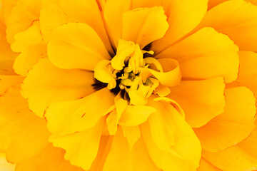 Floral abstract background of yellow varietal terry tulip close-up. Spring flower of rich orange color close-up. High quality photo