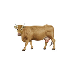 vache laitière, animal, ferme, bétail, gazon, en marche, agriculture, champ, blanc, brun, prairie, normande, jaune, noir, blanche, gris, alpage, vache laitière, mammifère, taureau, rural, , nature, mo