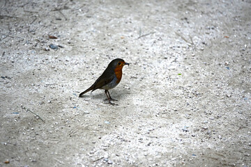 European robin with a fly beetle in its mouth
