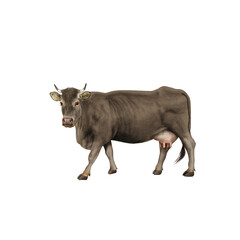 vache laitière, animal, ferme, bétail, gazon, en marche, agriculture, champ, blanc, brun, prairie, normande, jaune, noir, blanche, gris, alpage, vache laitière, mammifère, taureau, rural, , nature, mo