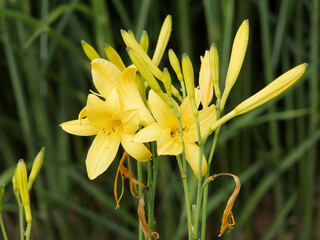 Hemerocallis lilioasphodelus - Fleur de l'hémérocalle, lis jaune ou lys asphodèle en forme de trompette mince au dessus de tiges au feuillage touffu et linéaire vert
