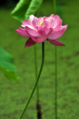 Obraz premium Blossoming lotus flower