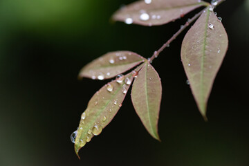 雨に濡れた植物