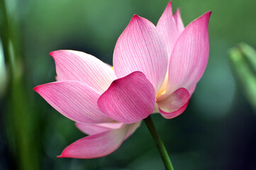 Blossoming lotus flower