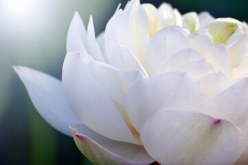 Fototapeta premium Blossoming lotus flower