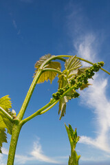 まだ若く青いブドウの房が、青空に伸びている5月の風景