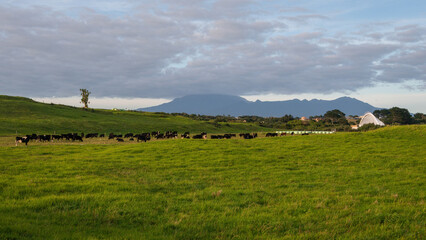 Cattle grazing on the green farmland. Mt Taranaki Hidden in the clouds. New Plymouth.