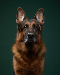 dog breed German shepherd on a green background. Portrait of a serious pet
