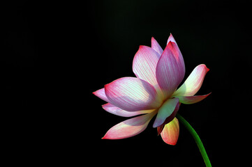 Blossoming lotus flower