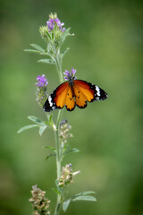 Plain Tiger(Danaus chrysippus )