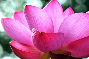 Blossoming lotus flower