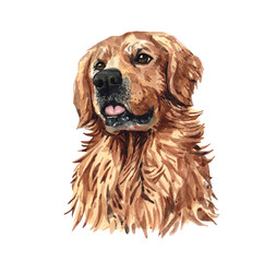 Golden retriever paint. Watercolor hand drawn illustration. Cute dog. Watercolor golden retriever head isolated on white background. Animal art collection Dogs. Good for print T-shirt, pillow