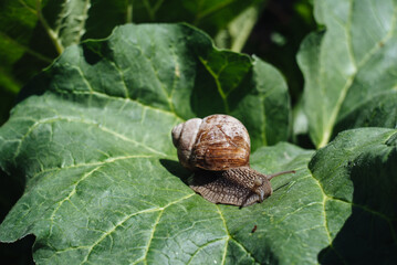Helix pomatia also Roman snail, Burgundy snail, edible snail or escargot. Snail Muller gliding on the wet leaves. Large white mollusk snails with brown striped shell, crawling on vegetables.