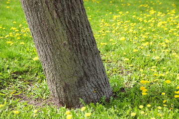 Trunk of a living tree at an angle in a clearing of yellow dandelions.