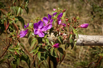 Fleurs violettes roses de rhynchanthera et sauterelle dans le Pripri de Yiyi, marais en Guyane...