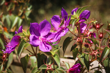 Fleurs violettes roses de rhynchanthera et sauterelle dans le Pripri de Yiyi, marais en Guyane Française