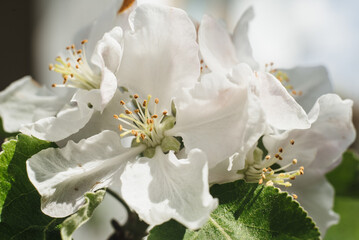 Fototapeta na wymiar Blossom apple over nature background, spring flowers