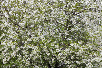 Blooming white cherry of the European tree in spring. Cherry blossoms are in full bloom.