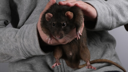 Black rat in hand. Home pet.