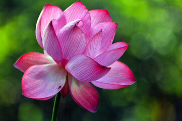 Blossoming lotus flower in sunlight