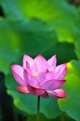 Obraz premium Blossoming lotus flower in sunlight