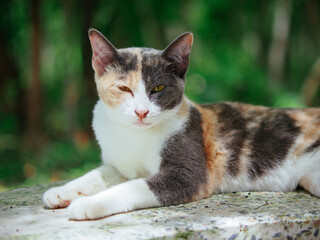 adorable relaxing cat