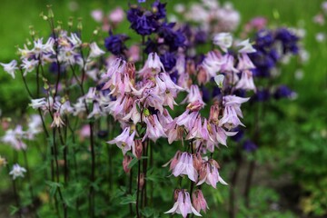 Aquilegia Vulgaris, European columbine flowers in garden.