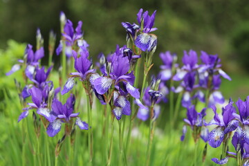 Beautiful blue flowers of Siberian iris in garden.