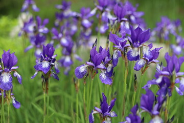 Beautiful blue flowers of Siberian iris in garden.