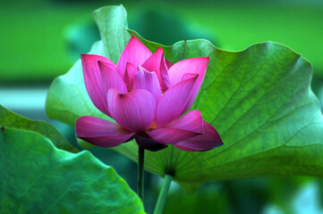 Obraz premium Blossoming lotus flower in sunlight