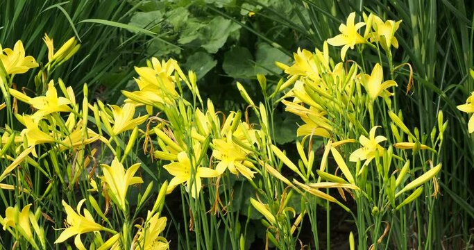 Hemerocallis lilioasphodelus (flava). Touffe de lys asphod&egrave;les ou h&eacute;m&eacute;rocalles jaunes citron &agrave; floraison dense en trompettes minces sur tiges presque nues au feuillage basal mince et lin&eacute;aire vert vif