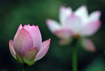 Blossoming lotus flower in sunlight