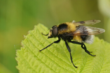Closeup on a bumblee mimicking plumehorn hoverfly, Volucella plumifrons