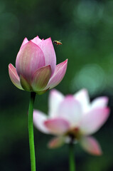 Blossoming lotus flower in sunlight